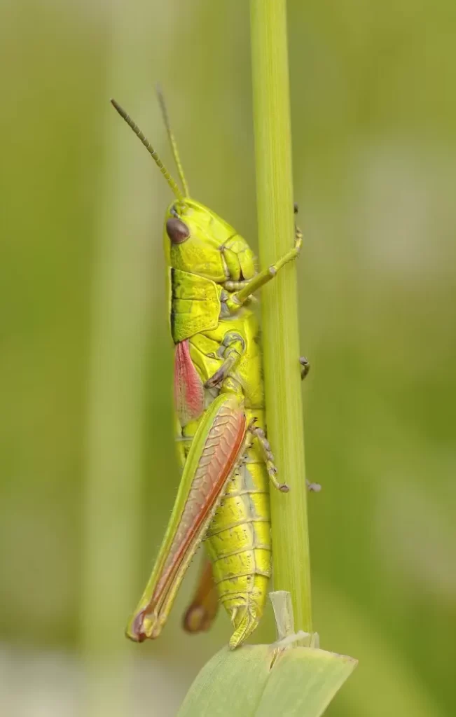 Close-up of a vibrant green and yellow grasshopper, intricately detailed, perched on a slender stem against a soft-focus green backdrop.