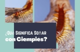 Soñar con Ciempiés: Interpretaciones y Simbolismo